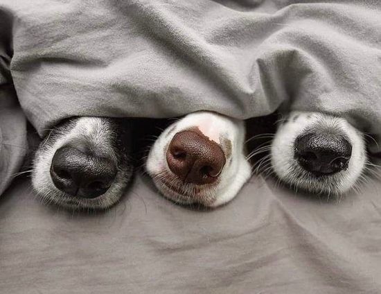 Виды темперамента у собак