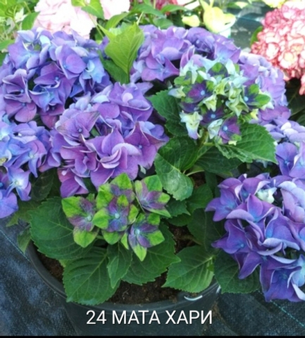 MATA HARY BLUE END GREEN/ МАТА ХАРИ   (Стандарт поставки Р9)2025г.