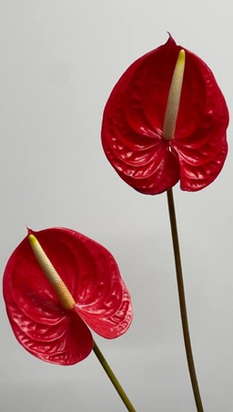 Цветы поштучно