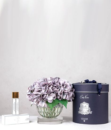 Гортензии голубые, Cote Noire