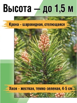 Сосна горная рассада и саженцы хвойных деревьев