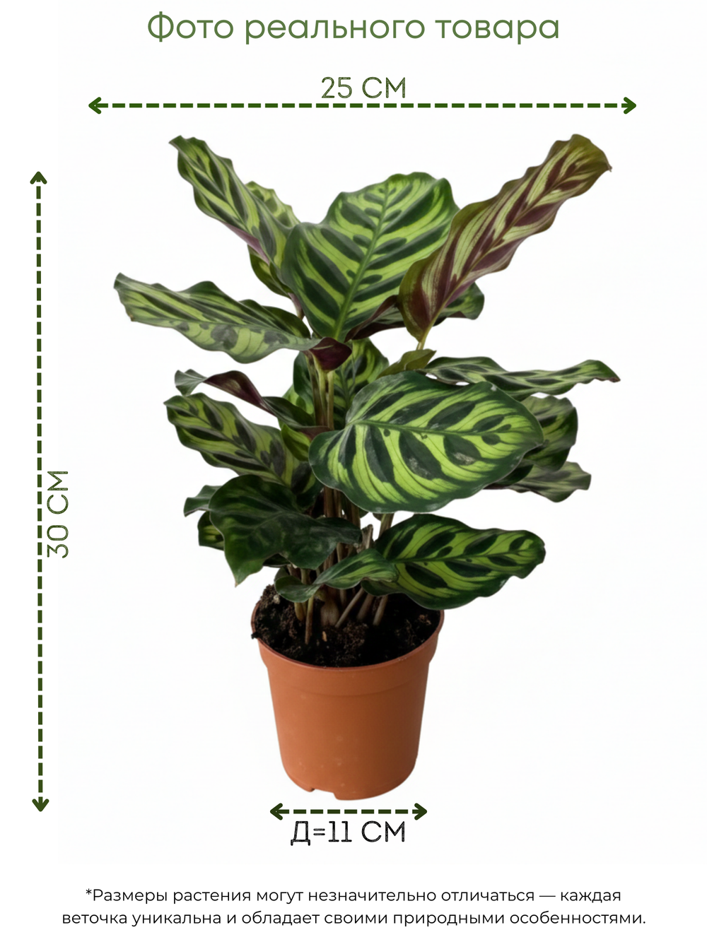 Калатея Peacock д.11