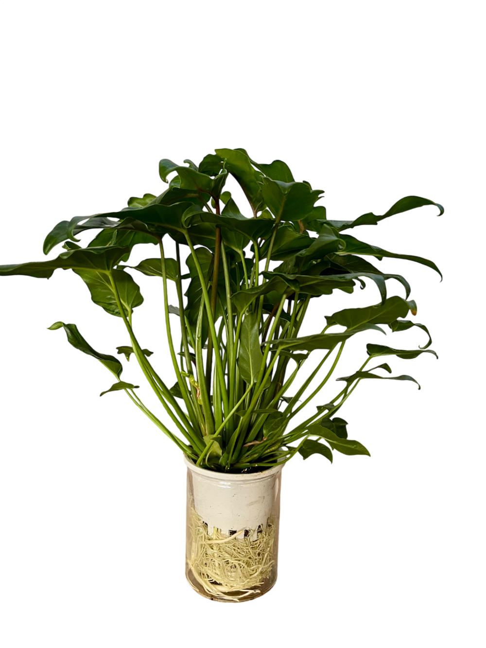 Филодендрон Angel д.11, в горшке с автополивом