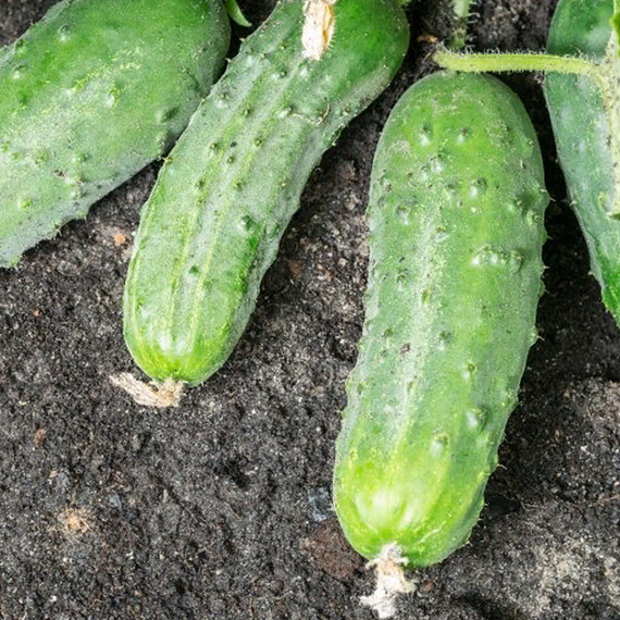 СПИНО F1 семена огурца партенокарпического (Syngenta) отзывы – фото 9