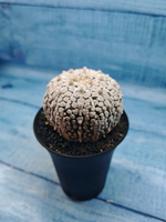 Astrophytum Asterias (Астрофитум)