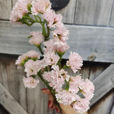 Статица искусственная светло-розовая