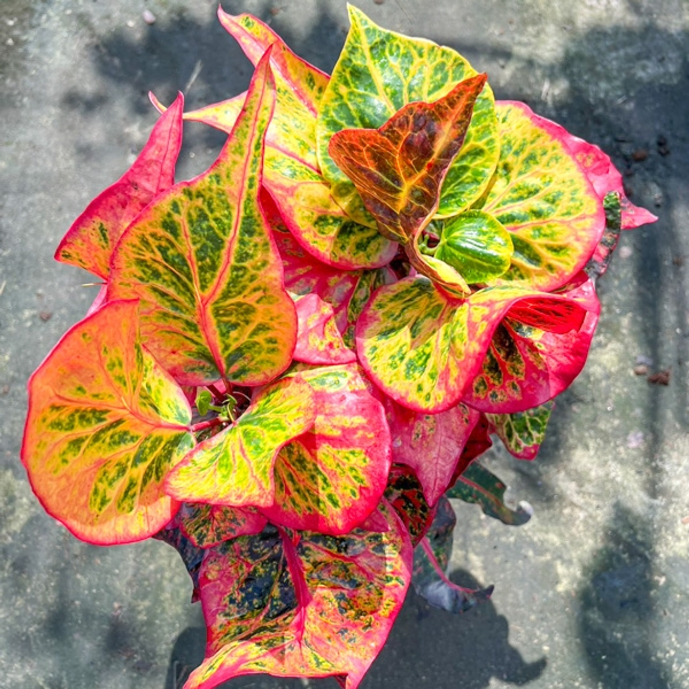 Кротоны – добавили свободные растения