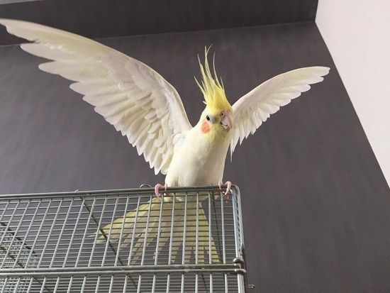 Как выбрать клетку для птицы?