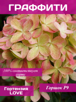 Гортензия Граффити
