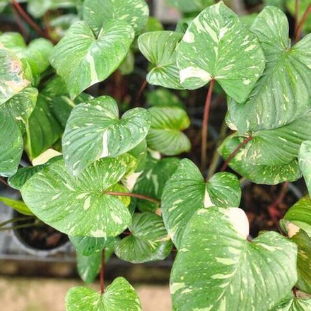 Хомаломена RUBESCENS VAR