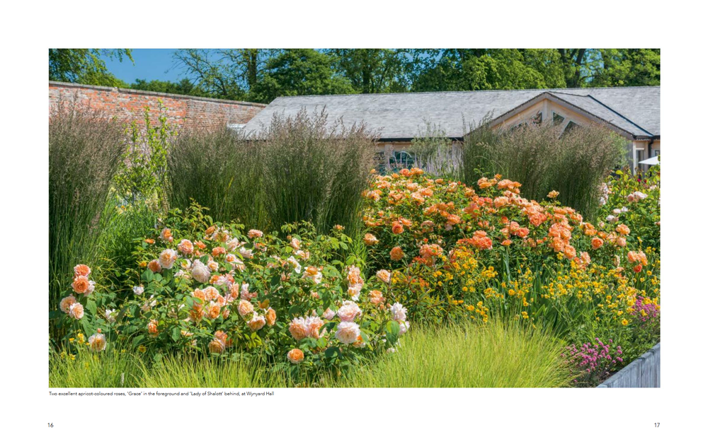 David Austin's English Roses