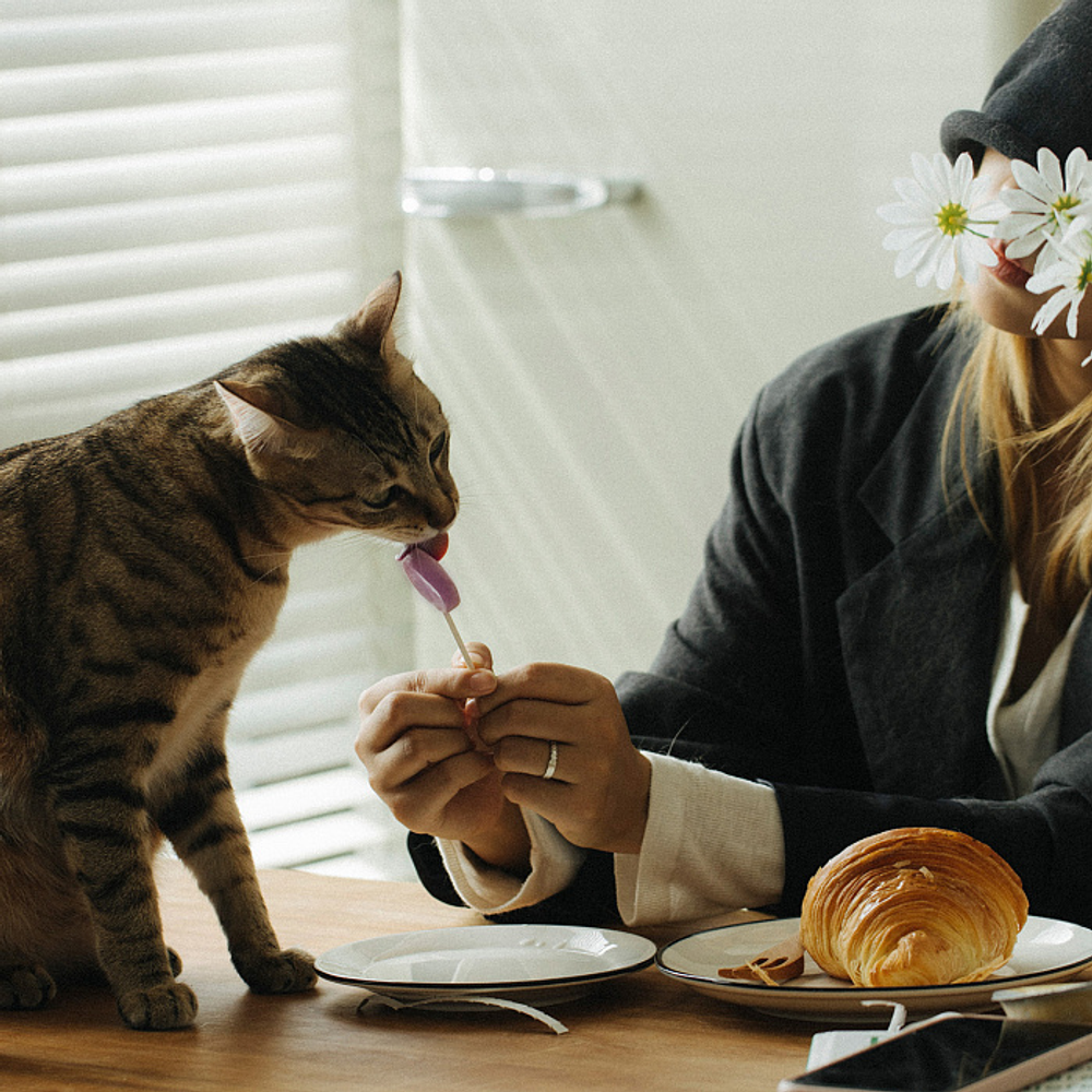 Лакомство Ranova для кошек сублимированное на палочке микс вкусов: козье молоко*3; клюква*3; тыква*3; черника*3; ячмень*3, 1,4 г х 15 шт