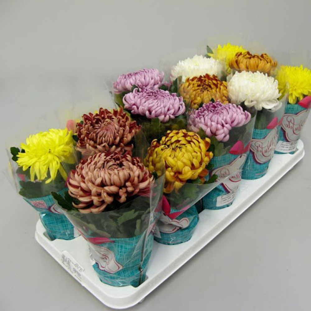 Хризантема Деко микс D12