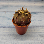 Gymnocalycium Friedrichii (Гимнокалициум)