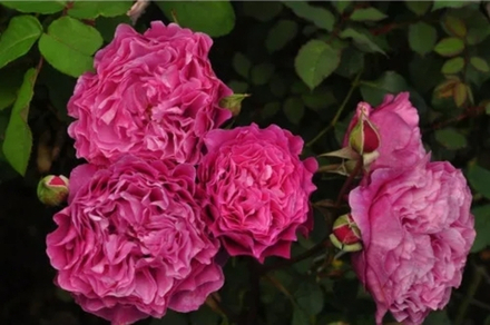 Ventilo (MASvent) вантилО