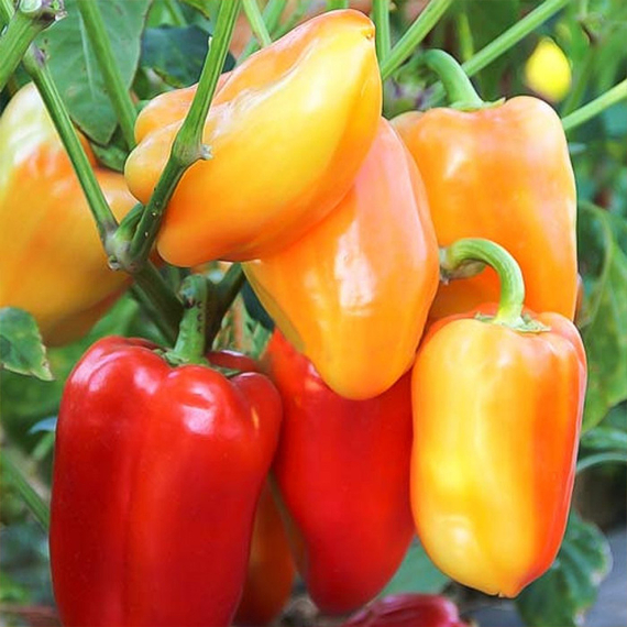 Барби F1 семена перца сладкого (Syngenta / ALEXAGRO) культура – фото 2