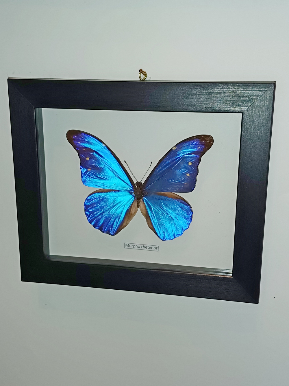 Бабочка Morpho rhetenor в рамке