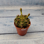 Gymnocalycium Friedrichii (Гимнокалициум)