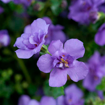 Danziger укорененные ЕВРО черенки  конец ноября