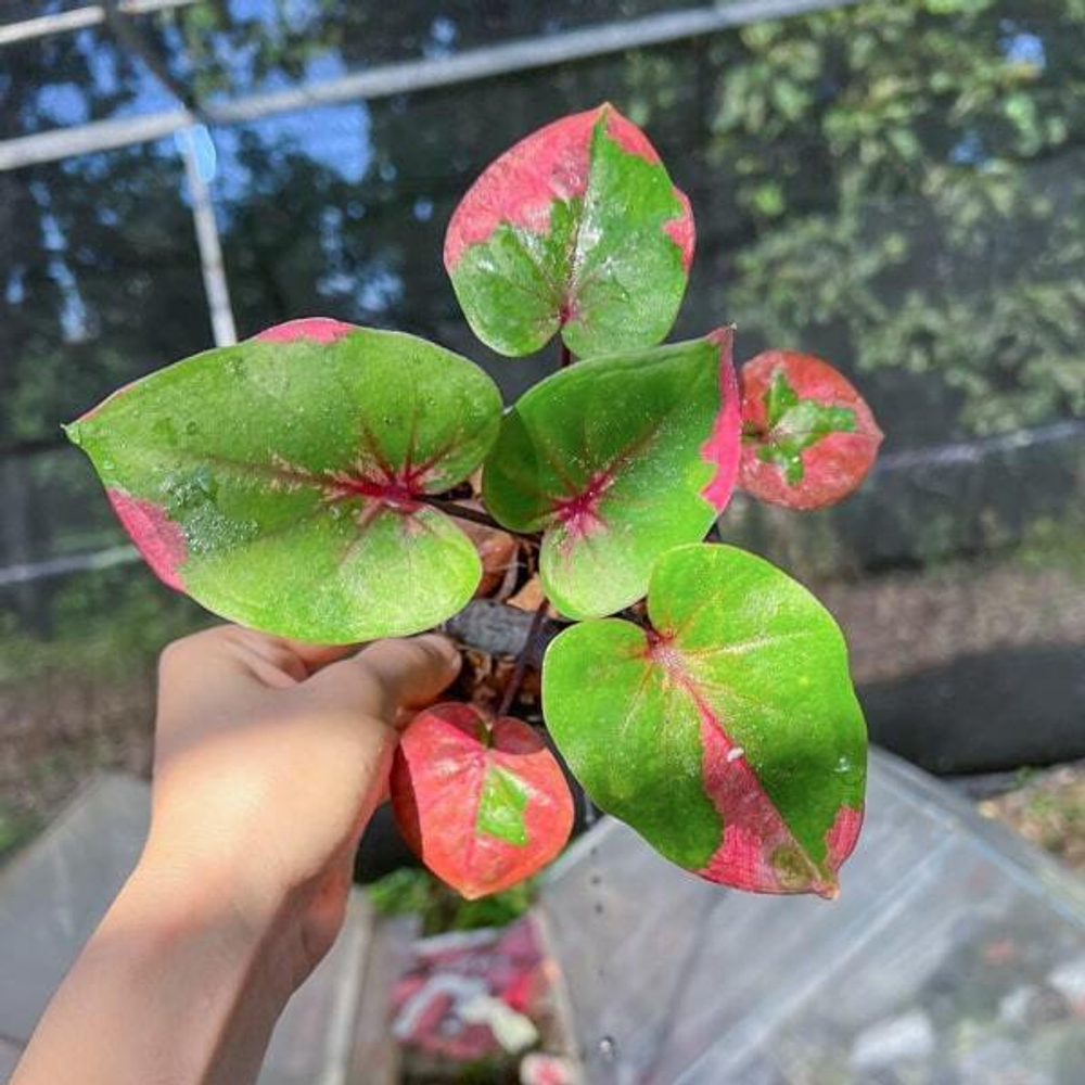 Каладиум CHOMPHU TAWEEP (P4)
