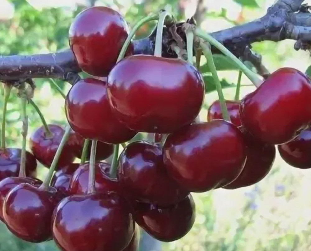 Дюк Ходоса ЗКС контейнер 5-7,5л, 3х летний саженец май 26