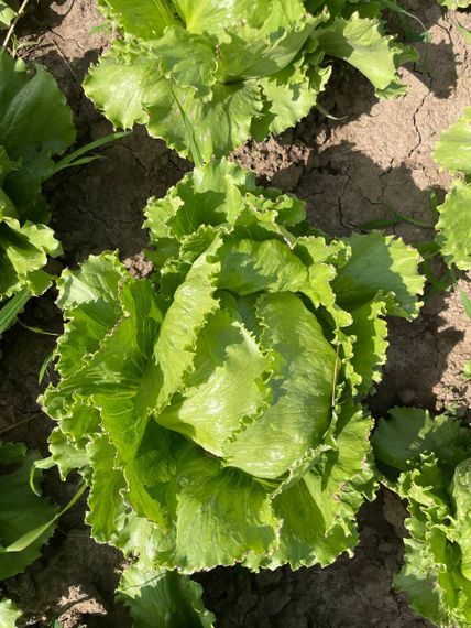 Платинас семена салата айсберг Rijk Zwaan-Райк Цваан отзывы