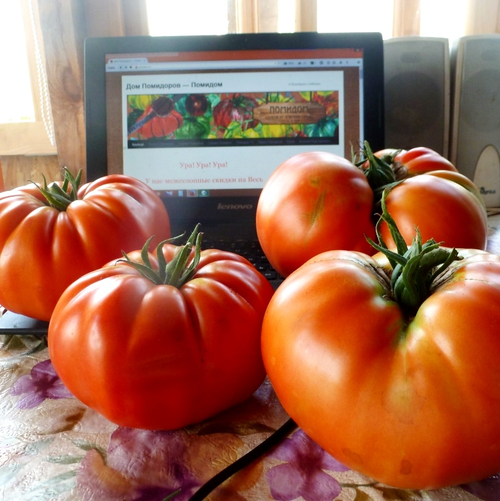 Помидоры 1884