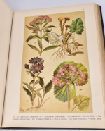 "Ботанический атлас по системе де-Кандоля". К.Гофман. 1899г.