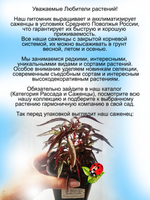 Альтернантера ампельная красная