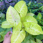 Сингониум LIME SODA