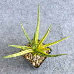 Сансевиерия BANLUE TORCH VAR s.L