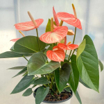 Антуриум Андрэ LIVIUM ORANGE (P118)