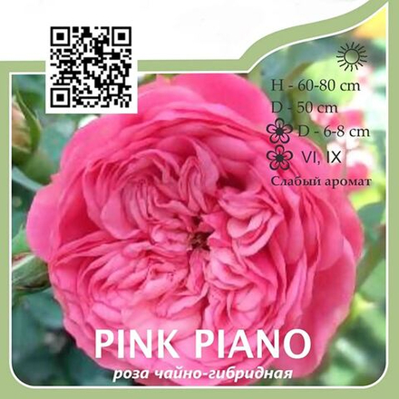 Роза чайно-гибридная "Pink Piano"