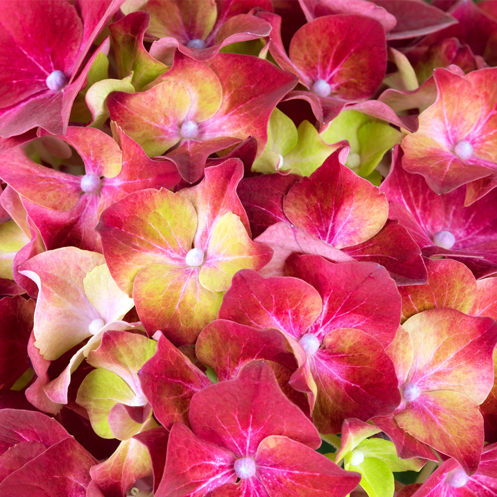 Hi Vulcano (Хай Вулкано) Р12 Европа 2029