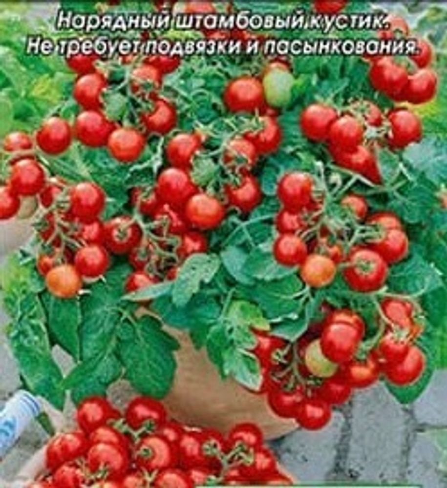 Макуро F1 коричневый томат (чп)