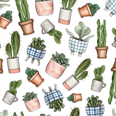 Cute house plants. Домашние растения