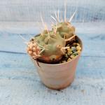 Tephrocactus Articulatus Papyracanthus (Тефрокактус)