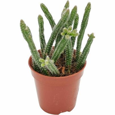 Купить живые суккуленты 🌵 Интернет-магазин суккулентов EnjoyPlants