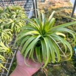 Тилландсия brachycaulous x streptophylla