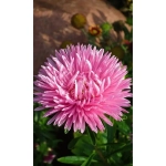 Семена Астра коготковая Розовая (УД) Е/П
