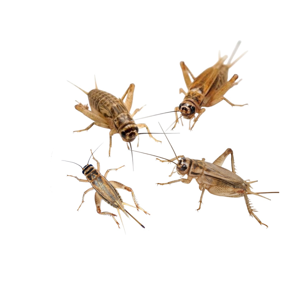 Домовой сверчок 1-1,5 см (Acheta domesticus)