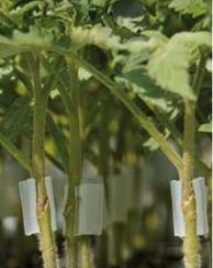 Граундфорс F1 семена подвоя (Sakata / Саката)