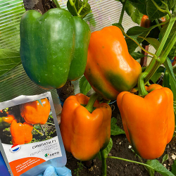 Перец сладкий Симпати F1