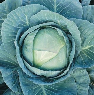 Капуста белокочанная Агрессор F1 100 (семян)