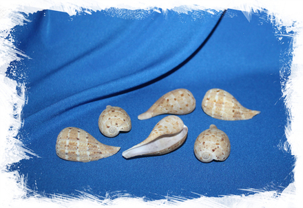 Фикус Вериджита уп.