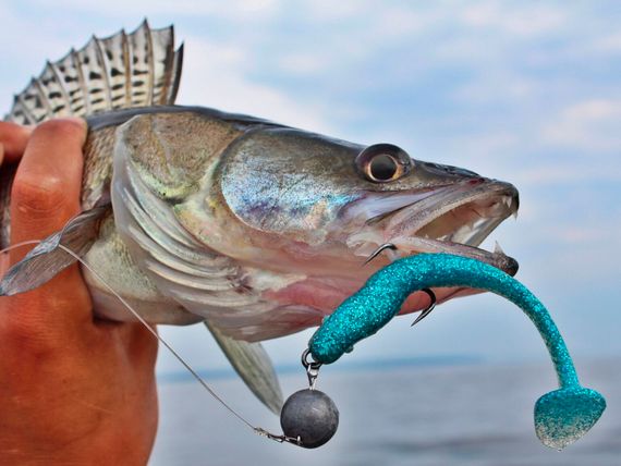 Виброхвосты съедобные LJ Pro Series MINNOW 5.5in (13,9 см), цв. T05, 4 шт.