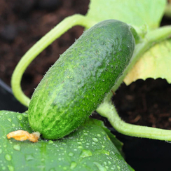 АЛПАКА F1 семена огурца (Bejo | Alexagro)