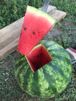 Эркен F1 семена арбуза ( Yuksel Tohum / )