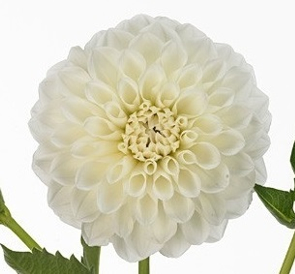 Георгин Бум Бум Вайт (Boom Boom White)