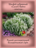 Шалфей Салют Вайт белый дубравный